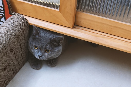 The cute, chubby, blue-gray British Shorthair cat comes home from work, its silhouette appearing exhausted and unhappy. It just wants to come home and rest peacefully.