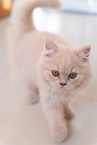 In a cozy corner of the living room, a fluffy bundle of feline joy captures the hearts of all who lay eyes upon it. This chubby, creamy-yellow British Longhair kitten is the epitome of adorableness, with its plush coat and inquisitive gaze that seems to sparkle with innocence and wonder.

As the kitten surveys its surroundings with big, curious eyes, its tail swishes back and forth in eager anticipation. It knows that playtime with its beloved human companion is just around the corner, and the mere thought of frolicking with cat toys sends a ripple of excitement through its tiny frame.

The kitten's favorite plaything is undoubtedly the teaser wand, a simple yet irresistible toy that ignites its primal hunting instincts. As its human wiggles the feathery lure tantalizingly, the kitten's pupils dilate, and its body tenses, ready to pounce.

Within the confines of its plush cat bed, the kitten becomes a whirlwind of energy, chasing the elusive wand with reckless abandon. It twists and turns, leaping and pouncing with unbridled enthusiasm, determined to capture its 