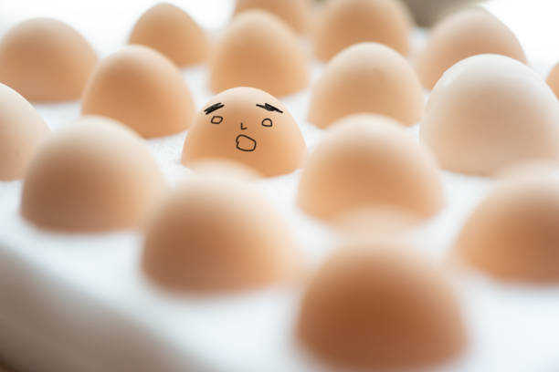 Stepping into the poultry farm's egg collection area, one is greeted by an impressive sight – rows upon rows of impeccably clean eggs, their shells gleaming like polished gems under the soft lighting. Each egg is a testament to nature's remarkable design, with a smooth, lustrous exterior that exudes a gentle warmth and allure.Arranged in meticulous order, the eggs form a visually striking display, their uniform oval shapes and subtly curved contours creating a sense of harmony and balance. The pristine white shells, unmarred by blemishes or cracks, showcase the utmost care and attention given to their handling and storage.Upon closer inspection, the intricate details of these edible treasures become apparent. The shells' surfaces are not merely smooth but also finely textured, with countless microscopic pores dotting the exterior. These tiny air pockets serve a vital role in gas exchange, ensuring the developing embryo within receives the necessary oxygen for growth.At the apex of each egg, a cluster of slightly larger pores forms a delicate pattern, resembling the intricate lace of a fine garment. This natural feature, known as the air cell, allows for the circulation of air and acts as a cushion, protecting the precious contents from potential harm during handling and transportation.The meticulously arranged eggs are a visual feast, captivating the senses with their pristine beauty and reminding us of the remarkable intricacies of nature's design, even in the seemingly mundane.