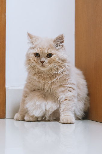 The cute, chubby, cream-colored British Longhair cat lies happily on the ground, while the kitten is slowly growing up. Occasionally, it plays with the cat teaser, and sometimes it hides behind the door to peek at its owner through the gap.