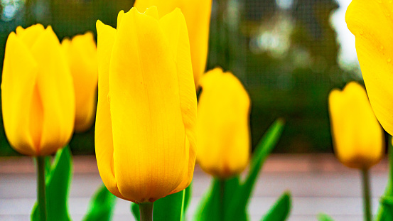 Yellow tulips decorated with drops of dew, conveying the essence of the morning freshness of nature. A drop of water on flowers. Yellow flowers. Tulipa. Liliaceae. Spring flowers. Primroses. Bulbous plants. Greenery
