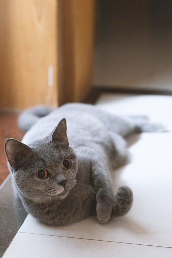 The adorable, blue-gray British Shorthair cat, once a stray abandoned by a pet shop, has gradually become healthy through adoption. However, its gaze still appears wary, constantly keeping an eye on its surroundings, lacking a sense of security.