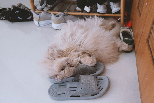 The cute, chubby, cream-colored British Longhair cat occasionally lies on the floor, sometimes sleeps on the bed, and other times in the cat bed atop the cat tree, with comical and adorable sleeping postures. Its sound asleep appearance is endearing, probably exhausted from work and falling asleep in an instant