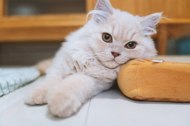 The cute, chubby, cream-colored British Longhair cat lies happily on the ground, while the kitten is slowly growing up. Occasionally, it plays with the cat teaser, and sometimes it hides behind the door to peek at its owner through the gap. the cute, chubby, cream-colored british longhair cat lies happily on the ground, while the kitten is slowly growing up. occasionally, it plays with the cat teaser, and sometimes it hides behind the door to peek at its owner through the gap.