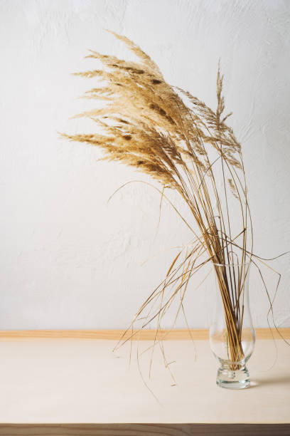 istock Dry pampas grass reeds. 2148312609