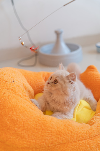 In a cozy corner of the living room, a fluffy bundle of feline joy captures the hearts of all who lay eyes upon it. This chubby, creamy-yellow British Longhair kitten is the epitome of adorableness, with its plush coat and inquisitive gaze that seems to sparkle with innocence and wonder.

As the kitten surveys its surroundings with big, curious eyes, its tail swishes back and forth in eager anticipation. It knows that playtime with its beloved human companion is just around the corner, and the mere thought of frolicking with cat toys sends a ripple of excitement through its tiny frame.

The kitten's favorite plaything is undoubtedly the teaser wand, a simple yet irresistible toy that ignites its primal hunting instincts. As its human wiggles the feathery lure tantalizingly, the kitten's pupils dilate, and its body tenses, ready to pounce.

Within the confines of its plush cat bed, the kitten becomes a whirlwind of energy, chasing the elusive wand with reckless abandon. It twists and turns, leaping and pouncing with unbridled enthusiasm, determined to capture its 