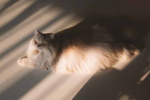The adorable, chubby, cream-colored British Longhair cat looks at its owner with hopeful eyes, with large pupils and big, round eyes, which are very cute. It goes to great lengths to win its owner's affection in hopes of getting some delicious pet treats