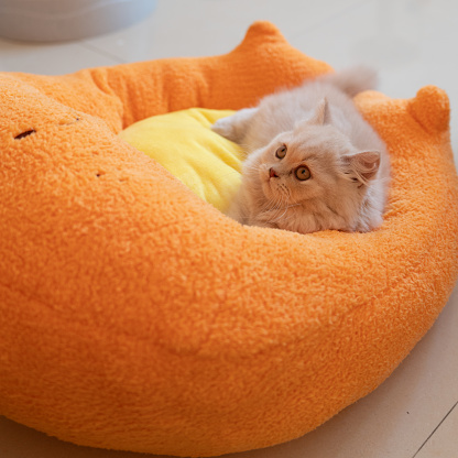 In a cozy corner of the living room, a fluffy bundle of feline joy captures the hearts of all who lay eyes upon it. This chubby, creamy-yellow British Longhair kitten is the epitome of adorableness, with its plush coat and inquisitive gaze that seems to sparkle with innocence and wonder.

As the kitten surveys its surroundings with big, curious eyes, its tail swishes back and forth in eager anticipation. It knows that playtime with its beloved human companion is just around the corner, and the mere thought of frolicking with cat toys sends a ripple of excitement through its tiny frame.

The kitten's favorite plaything is undoubtedly the teaser wand, a simple yet irresistible toy that ignites its primal hunting instincts. As its human wiggles the feathery lure tantalizingly, the kitten's pupils dilate, and its body tenses, ready to pounce.

Within the confines of its plush cat bed, the kitten becomes a whirlwind of energy, chasing the elusive wand with reckless abandon. It twists and turns, leaping and pouncing with unbridled enthusiasm, determined to capture its 