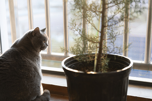 Portrait of a young gray cat on the balcony at home. Young gray cat posing for the photographer. The green-eyed domestic cat gracefully turned its neck. The breed is Russian blue.