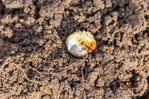 Larva of important pest of plant, grub of May beetle (Common Cockchafer, doodlebug or Maybug) in garden soil