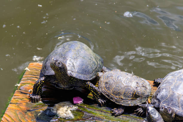 istock European pond turtle (Emys orbicularis) 2148313366