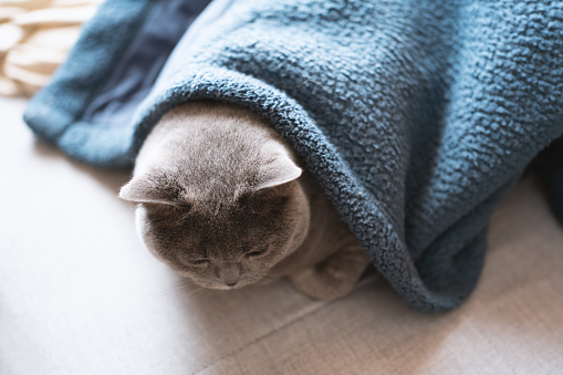 The adorable, chubby, blue-gray British Shorthair cat lies on the bed, sleeping. When feeling cold in winter, it even covers itself with a blanket to avoid catching a cold. It's truly smart, taking good care of itself. Its sleeping appearance is also very heartwarming