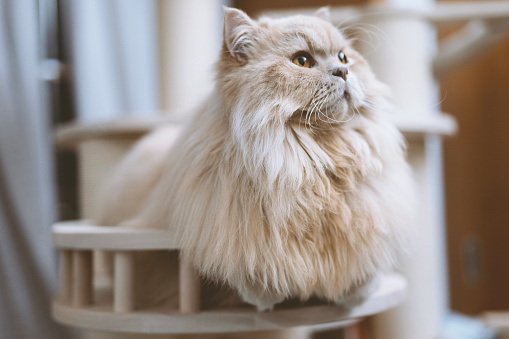The adorable, chubby, cream British Longhair cat lies in the cozy cat bed atop the cat tree, curiously observing its surroundings. Its large eyes look very cute, as if it's asking the owner for snacks.