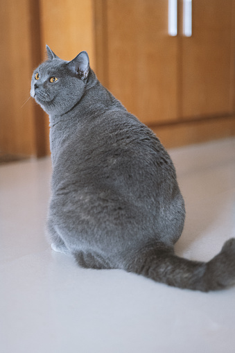 The cute, chubby, blue-gray British Shorthair cat comes home from work, its silhouette appearing exhausted and unhappy. It just wants to come home and rest peacefully.