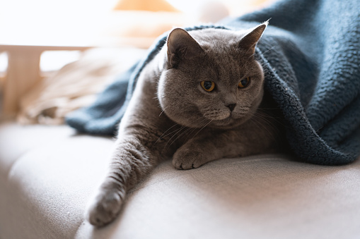 The adorable, chubby, blue-gray British Shorthair cat lies on the bed, sleeping. When feeling cold in winter, it even covers itself with a blanket to avoid catching a cold. It's truly smart, taking good care of itself. Its sleeping appearance is also very heartwarming