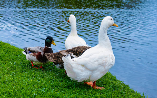 istock Four Ducks by the Lakeside: Harmonious Gathering 2148313477