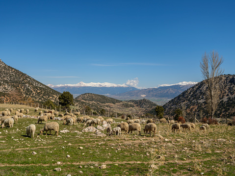 Flock of sheep looking for food on the land. Taken via medium format camera. Antalya, Türkiye.