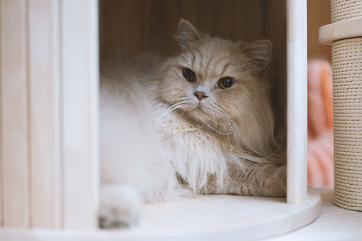 The cute, chubby, cream-colored British Longhair cat occasionally lies on the floor, sometimes sleeps on the bed, and other times in the cat bed atop the cat tree, with comical and adorable sleeping postures. Its sound asleep appearance is endearing, probably exhausted from work and falling asleep in an instant