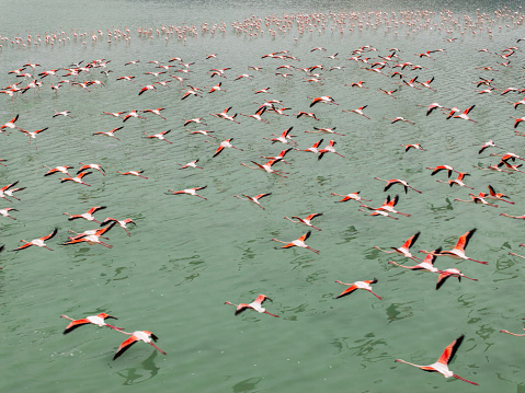 Flamingos flying on a lake. Yarisli (Yarışlı) Lake in Burdur, Turkey. Taken via drone.