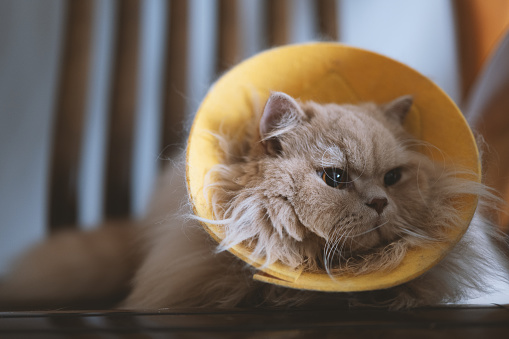 The cute, chubby, cream-colored British Longhair cat lies on the wooden sofa, wearing an Elizabethan collar due to suffering from feline ringworm. The veterinarian at the pet hospital said it would recover in a few days.