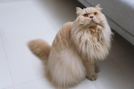 The adorable, chubby, cream-colored British Longhair cat alternates between jumping onto the owner's work chair and the cat bed atop the cat tree, looking at the owner with hopeful eyes, with large pupils and big, round eyes, which are very cute. It goes to great lengths to win its owner's affection in hopes of getting some delicious pet treats