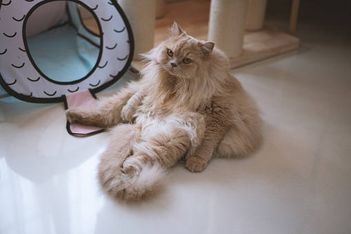 The cute, chubby, cream-colored British Longhair cat lies happily on the ground, while the kitten is slowly growing up. Occasionally, it plays with the cat teaser, and sometimes it hides behind the door to peek at its owner through the gap.