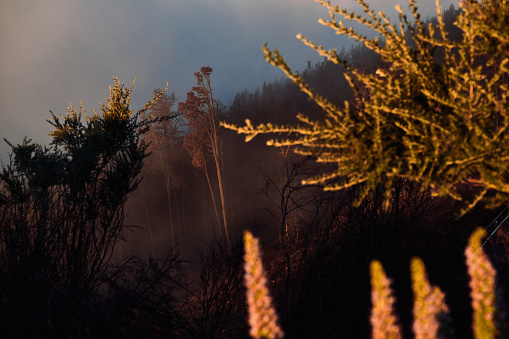 Bosque calcinado por incendio en la niebla al atardecer. Arbustos con luz de atardecer