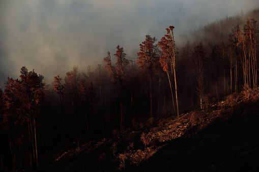 Bosque calcinado por incendio en la niebla al atardecer