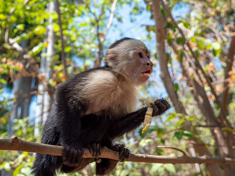 singe capucin du Costa Rica mangeant une banane