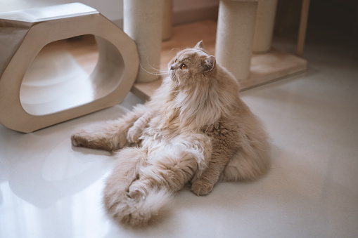 The cute, chubby, cream-colored British Longhair cat lies happily on the ground, while the kitten is slowly growing up. Occasionally, it plays with the cat teaser, and sometimes it hides behind the door to peek at its owner through the gap.