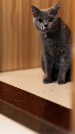 In a cozy apartment, a plump, grey British Shorthair cat lounges contentedly, its stocky frame a far cry from the frail kitten it once was. With its thick, soft fur groomed to perfection, this feline embodies the epitome of adorableness, its round face and soulful eyes capturing the hearts of all who meet it.

However, this cat's journey has not been an easy one. Once abandoned and left to fend for itself on the streets, it endured a period of scarcity, its tiny frame becoming alarmingly thin and its eyes dulled by the hardships it faced. Yet, fate intervened, and this precious feline found a forever home with loving owners who showered it with care and affection.

While the transition to its new life was not without its challenges, the cat's demeanor gradually transformed. Initially wary, its eyes reflecting the guarded stance of a survivor, it slowly learned to trust and accept the love and nurturing provided by its adoptive family. Meals became a source of joy rather than a scarcity, and playtime replaced the constant need for vigilance.

Now, as the cat basks in the warmth of its loving home, its once-haunted gaze has given way to an expression of contentment and gratitude. It seems to understand the depths of the second chance it has been given, and its eyes sparkle with a newfound zest for life, a testament to the resilience of the feline spirit and the transformative power of love and care.