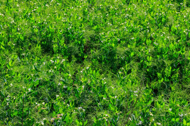 View of the green pea field at spring