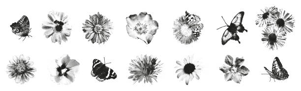 bunga dan kupu-kupu efek fotokopi set ilustrasi vektor - kontras tinggi ilustrasi stok