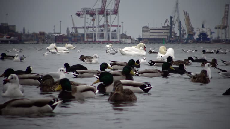 Wild Birds, people, industry. The ecological problem is white swans, ducks and seagulls in the seaport waters. Suhoy Liman, Ukraine