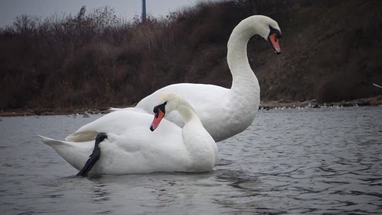 Mute swan (Cygnus olor). Graceful white mute swans swimming and feeding in the river.Water bird species