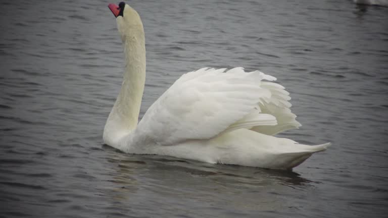 Mute swan (Cygnus olor). Graceful white mute swans swimming and feeding in the river.Water bird species