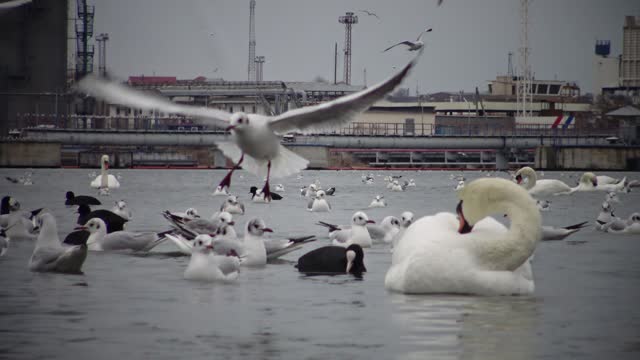 Wild Birds, people, industry. The ecological problem is white swans, ducks and seagulls in the seaport waters. Suhoy Liman, Ukraine
