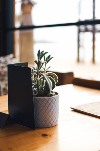 istock Cozy cafe vibes with beachy plant decor inside 2148316217