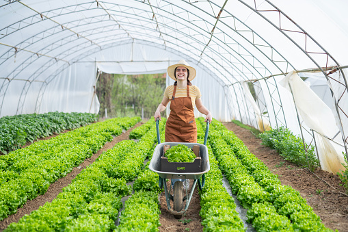 Portrait of a female farmer in vegetable greenhouse with lettuce.