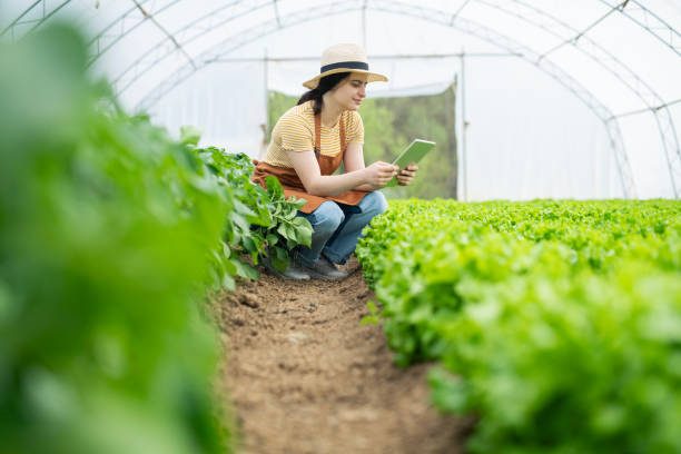 istock Female farmer using digital tablet to check quality of lettuce crops. 2148316416