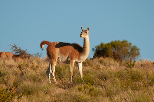 Guanacos in Lihue Calel National Park, La Pampa, Patagonia, Argentina.