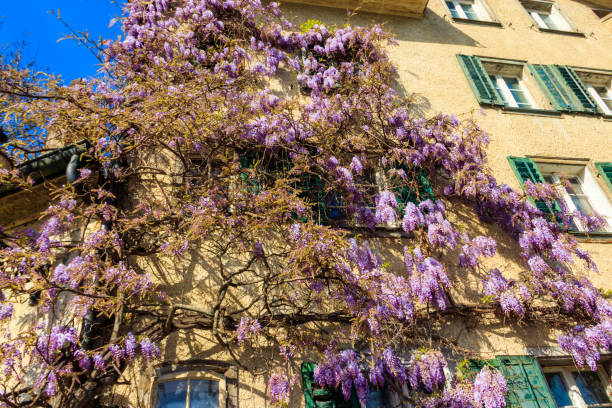 istock Flowering violet wisteria creeper on the wall 2148316707