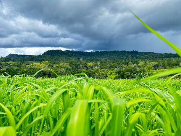 istock Beautifull  image of grass pasture intensive beef cattle with mountains on background 2148317272