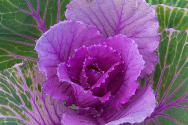 istock Flowering Kale 'Crane Rose' in Bloom. 2148317365