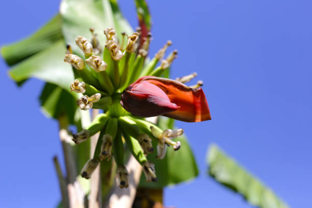 Bunch of banana blossom on banana tree