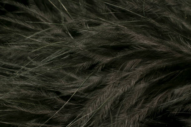 istock black litle feather macro foto 2148317423