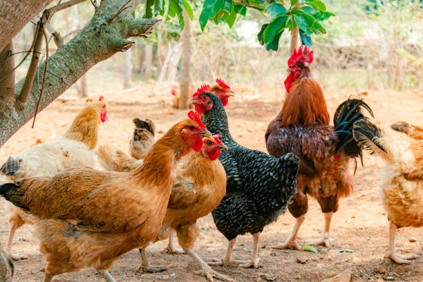 istock Creole chickens next to the rooster 2148317849