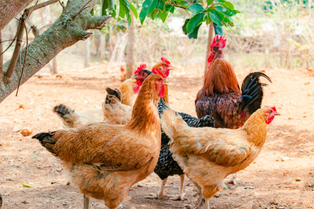 istock Creole chickens next to the rooster 2148317851