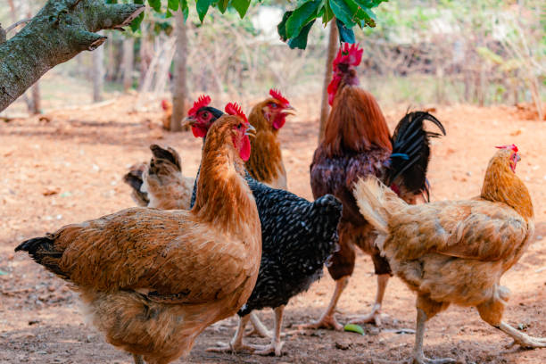 istock Creole chickens next to the rooster 2148317869
