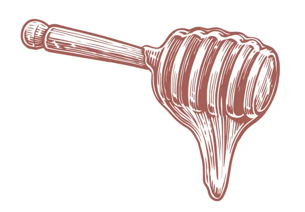 Vector illustration of Honey flowing down from wooden dipper. Sticky syrup wood spoon. Bee product sketch vector illustration
